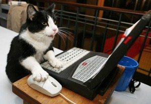 cat-computer