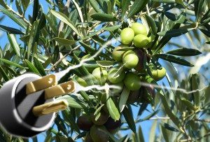 olive-elettriche_640